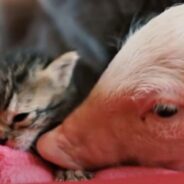 Watch The Heartwarming Friendship Between an Orphaned Kitten and a Rescue Piglet