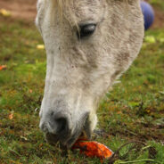 Watch This Good Doggo Run Out Of The House Just To Give Her Best Horse Friend A Carrot Stick