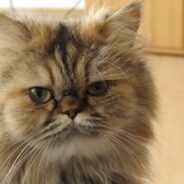 Wealthy Florida Woman Leaves Multimillion-Dollar Estate to Seven Cats