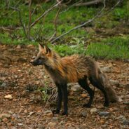 Wildlife Crossings in Canada Reduce Collisions with Animals by 80-96 Percent!