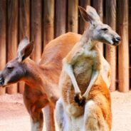 Will Australia’s Dingo-Proof Fence Lead to Evolutionary Differences in Kangaroos?