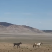 Woman Reunites Bonded Wild Mustangs Separated During Round-Up