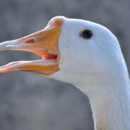 Wrinkle The Duck Demonstrates How You Can Easily Pick Up A Duck