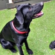 Young Chance, the Black Lab, Has a Golden Personality He’d Like to Share