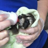 You’ve Helped Rescued Wildlife Get Formula, Other Necessities to Heal Up