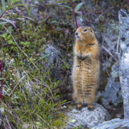 A “Bunched Up Fur Ball” Found By A Miner In Canada Is Actually A 30,000-Year-Old Squirrel