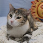 A Real People Kitty, Another Lovely Luna Needs a Forever Home