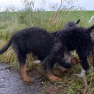 Abandoned Puppies Stepped into the Road and Changed 3 Family’s Lives