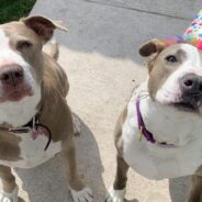 APA! Gives Behavior Dogs a Second Lease on Life: Girly & Cash