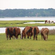 Assateague Wild Horse Herd Definitively Proven to Be of Spanish Decent