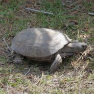 Authorities Rescue Four Tortoises Caged In 100-Degree Temperatures