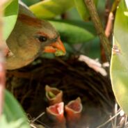 Birds Across the World Are Using Litter to Make Their Nests