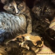 Bonded Tortie Ladies in Need of a Together Forever Home Would Like to Meet You