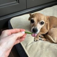 Can Dogs Eat Green Beans?