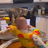 Cat Thinks He’s A Baby And Takes Over In His Human Brother’s Swing