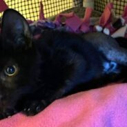 Cat Who Persevered After Being Hit By a Car is Ready for a Safe New Forever Home