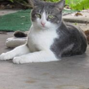 Chatty Cat Walks Into Home After Being Abandoned, Never Leaves