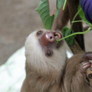 Cincinnati Zoo Is the Proud Home of a New Baby Sloth