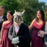 Couple Invites a Llama to Be Part of Their Wedding Party