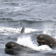 Cruise Ship Passengers Baffled As Whales Slaughtered Before Them In Faroe Islands