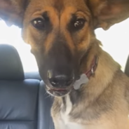 Dog Saved From Euthanasia Can’t Stop Playing Like a Puppy Now