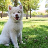 Experts Warn To Monitor Pets During Extreme Heatwaves Across The Country