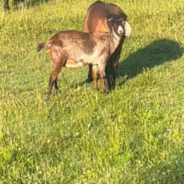 Farmer Helps Goat And Horse Untangle After Goat Gets Stuck In Horse’s Tail