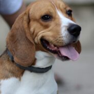 Four Lab Beagles Reunited for Celebration of Freedom Anniversary Party