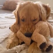 Golden Retriever Finds a Forever Friend with the Puppy Next Door