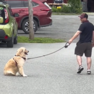 Golden Retriever Throws Massive ‘Tantrum’ When It’s Time To Go Home