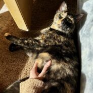 Gorgeous Tortoiseshell Cat Searching for Her Soulmate