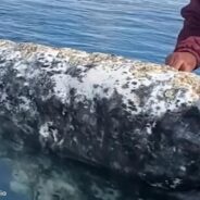 Gray Whales Visit a Boat Captain for Some Regular Grooming