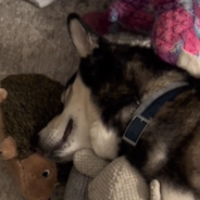 Groomers Go The Extra Mile To Care For Rescue Husky During Haircut