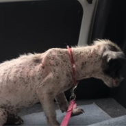 Hairless Street Dog Is Unrecognizable After Being Adopted