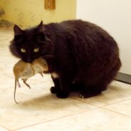 “Hard Hat Cats” Helps Feral Kitties Find Stable Working Positions in NYC