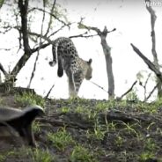 Hell Hath No Furry Like a Mother Defending Her Young: Angry Badger Launches on Leopard