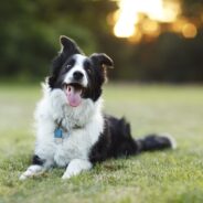 Herding Dog Breeds