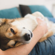 How Supporting Your Dog or Cat’s Gut Health Boosts Immunity