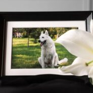 How to Have a Funeral for Your Dog or Cat