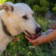 How to Keep Your Dog, Cat, Rabbit, and Other Pets Hydrated