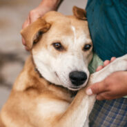 In Sync — Study Gets to the Heart of the Animal-Human Bond