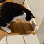 Kitty with Radial Aplasia Adorably Defends Her Home Against an Enemy Bug