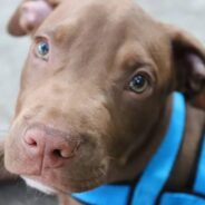 Lone Puppy Survives As He and His Litter Mates Are Discarded in a Box on a Scorching Hot Day