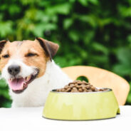 Make Kibble More Appetizing with Homemade Dog Food Toppers!