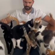 Man Rescues 70 Cats and Needs 3 Apartments to Care for Them