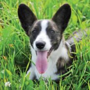 Meet the Charismatic Cardigan Welsh Corgi