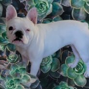 One-Eyed French Bulldog Wins Hearts As Rescue Animal Ambassador