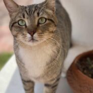 Outdoor Kitty Makes the Switch to Indoor Life & Doesn’t Care to Look Back