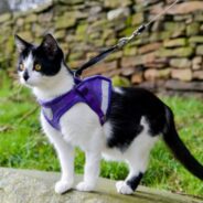 Outdoor Safety for Cats