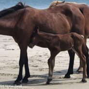 Outer Banks Wild Horses Welcome 6th Foal of The Season